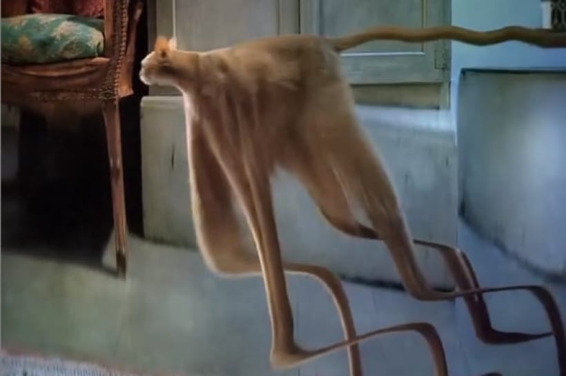 Кот-медуза