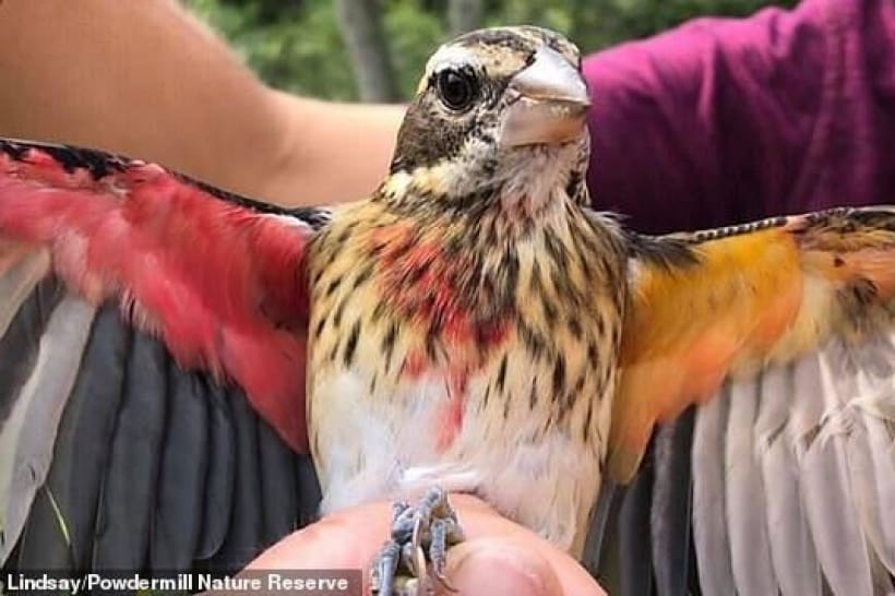 Рідкісний птах 