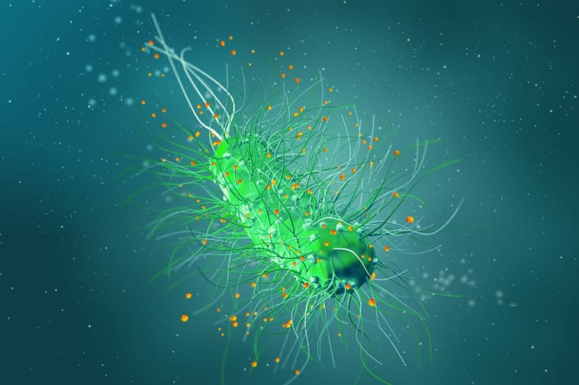 Бактерия Helicobacter pylori