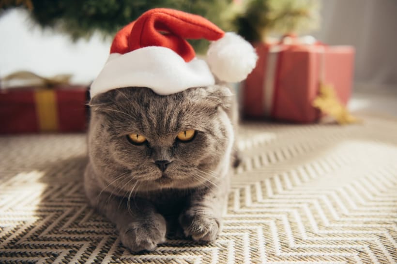 Санта-котик