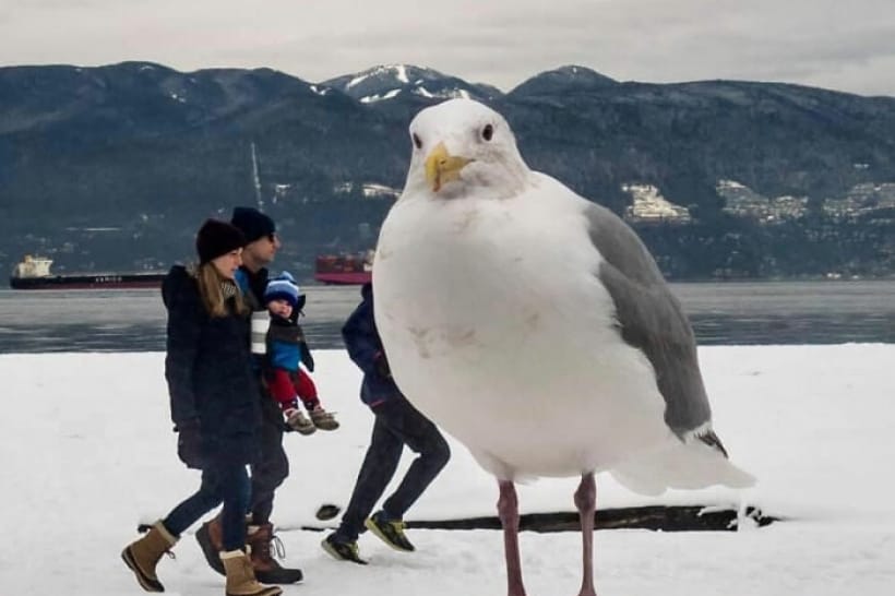 Чудернацькі тварини