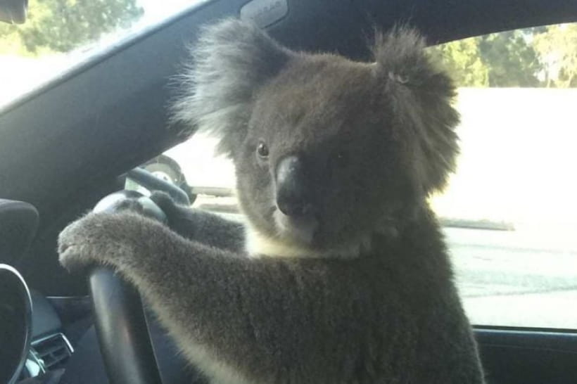 Коала за кермом