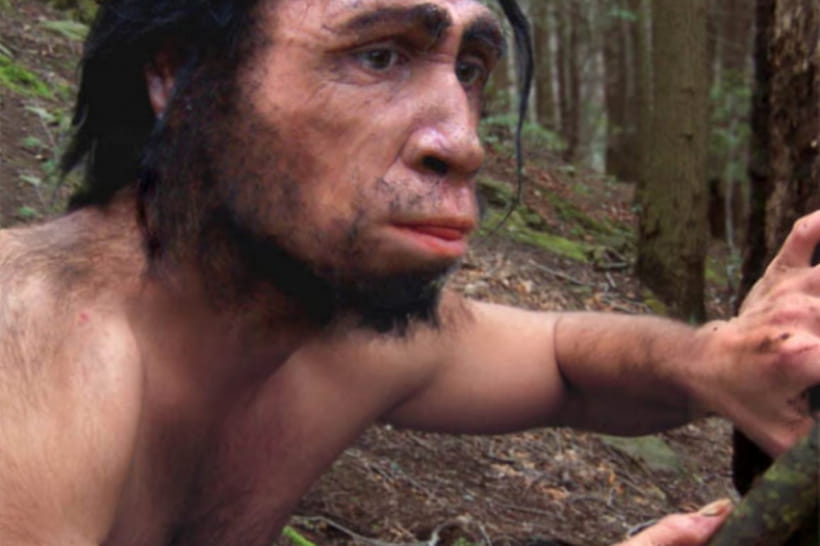 Homo erectus