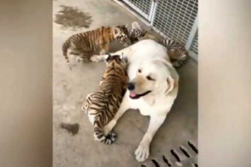 Собака всиновила тигренят