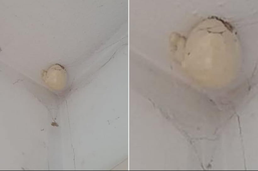 Странное "яйцо"