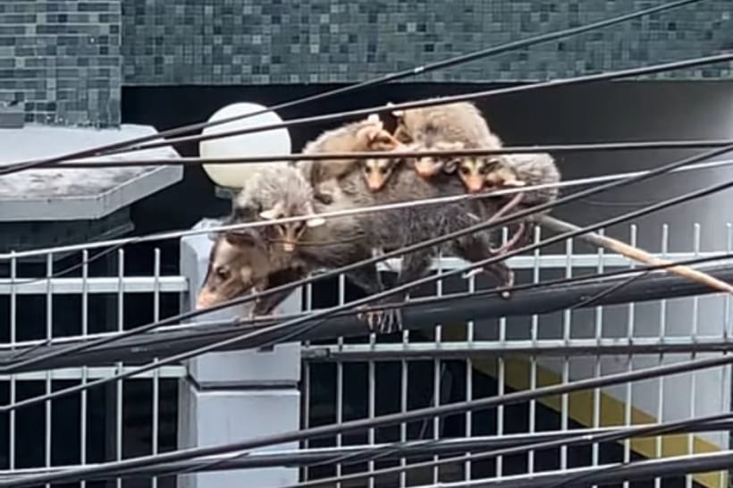 Самка опоссума со своими малышами