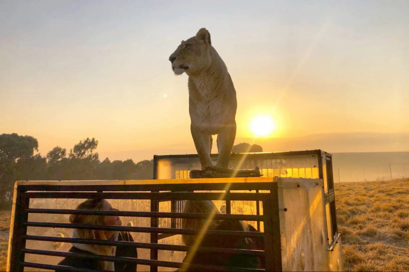 Леви у приватному заповіднику GG Conservation