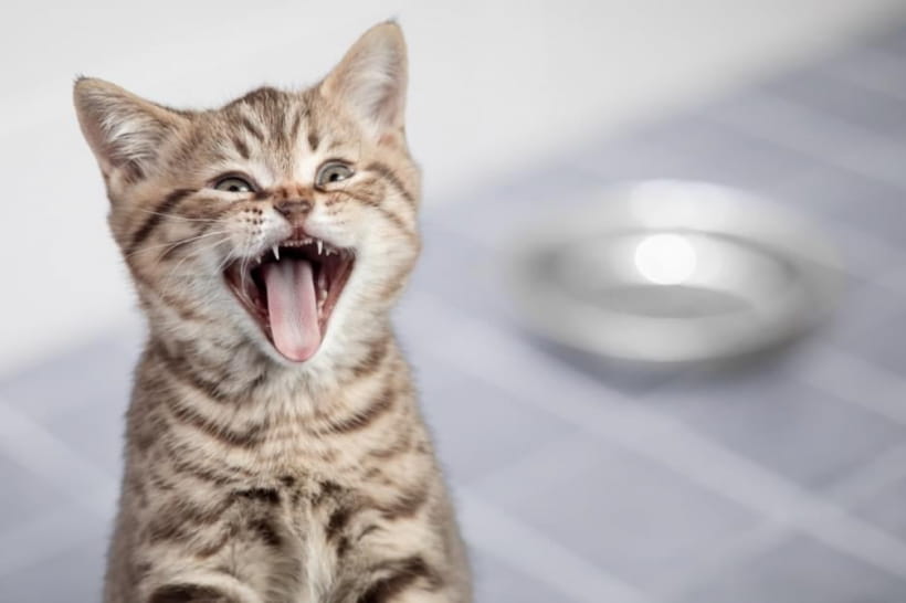 Котенок