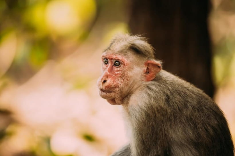 Macaca radiata