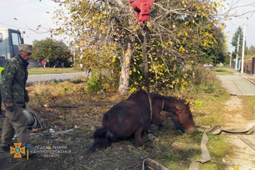 Порятунок коня