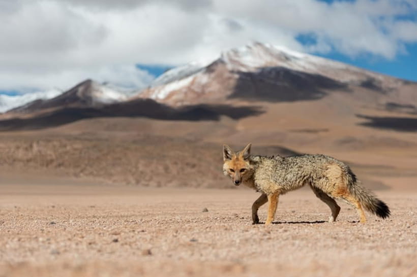 Андская лиса, также известная как Зорро магелановый
