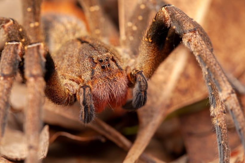 Phoneutria
