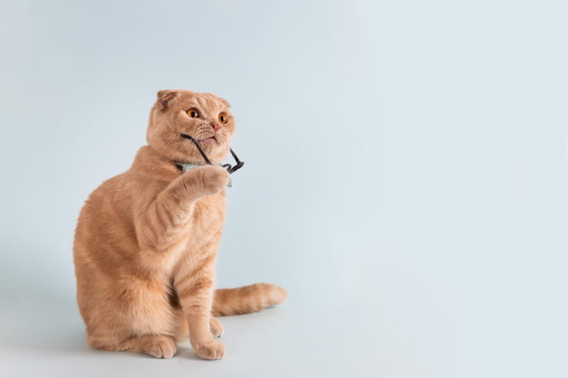Кот