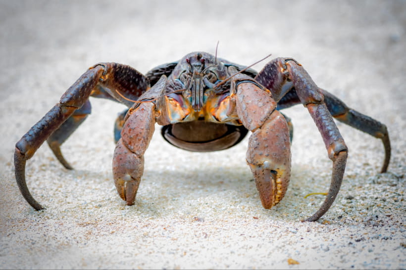 Кокосовый краб или пальмовый вор