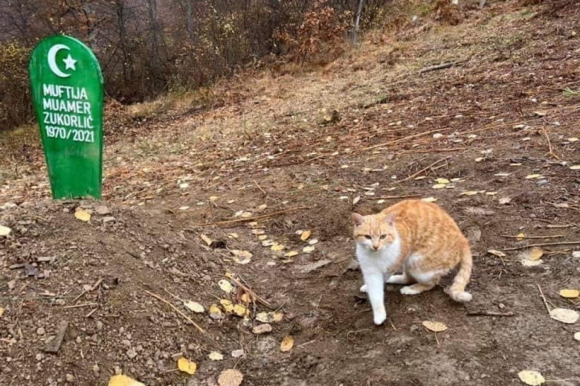 Кот в Сербии