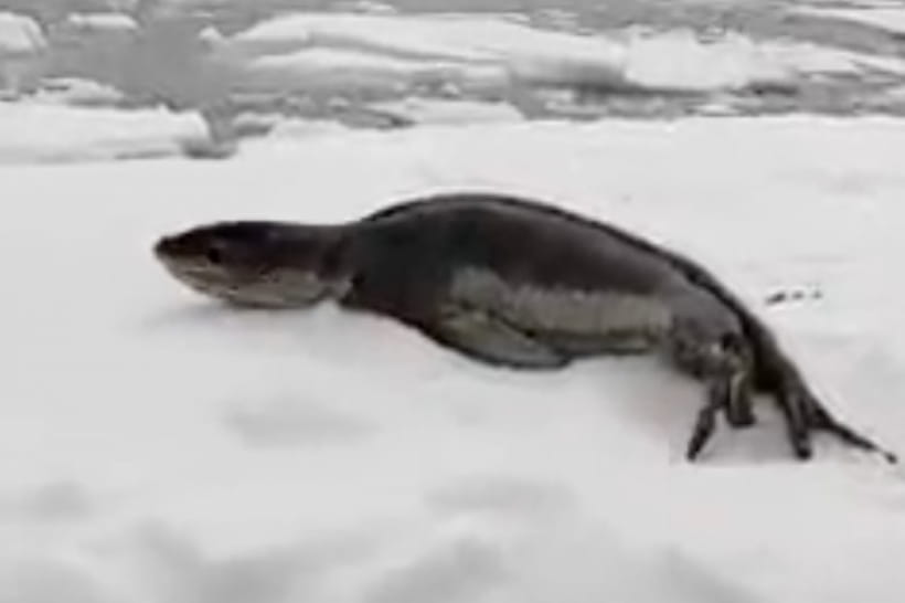 морской леопард, ухмыляющийся