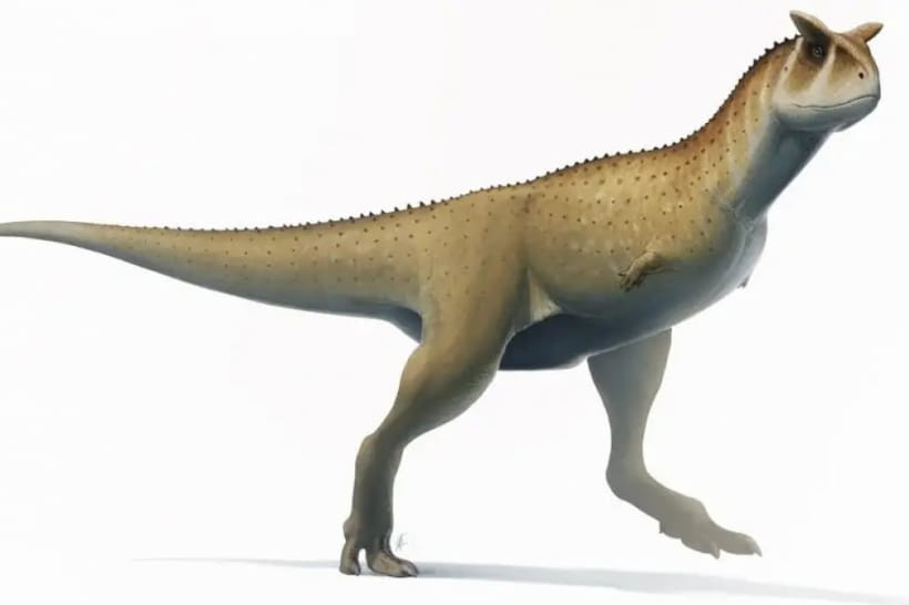Guemesia ochoai 
