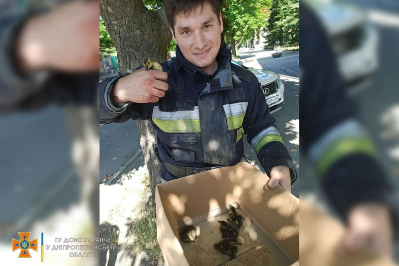 Спасение утят