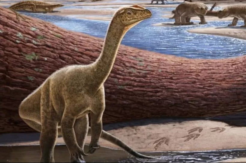 Mbiresaurus raathi