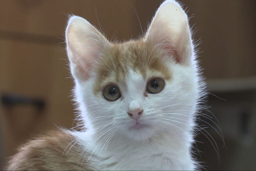 Котик