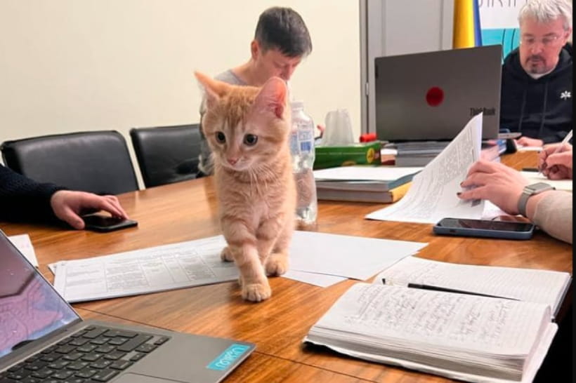 Котенок