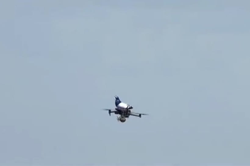 Іграшковий голуб