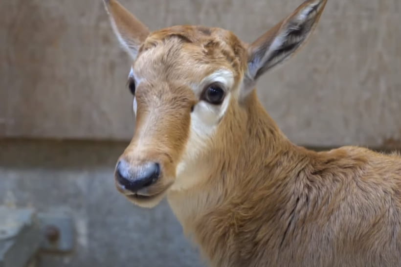 Бубал біломордий 