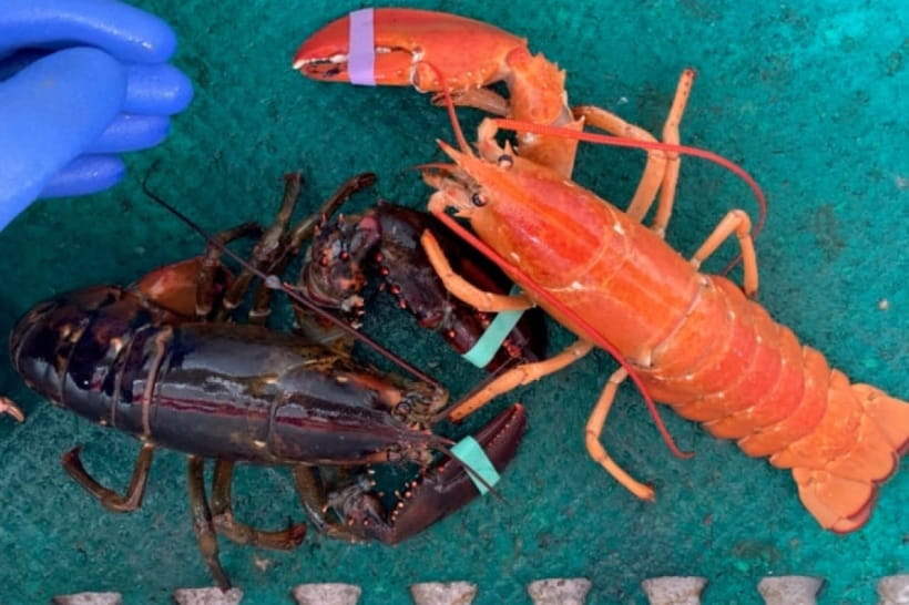 Лобстер