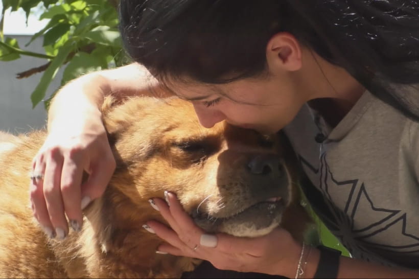 Приют для животных