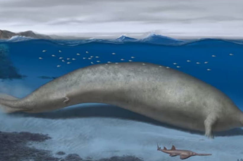 кит Perucetus colossus