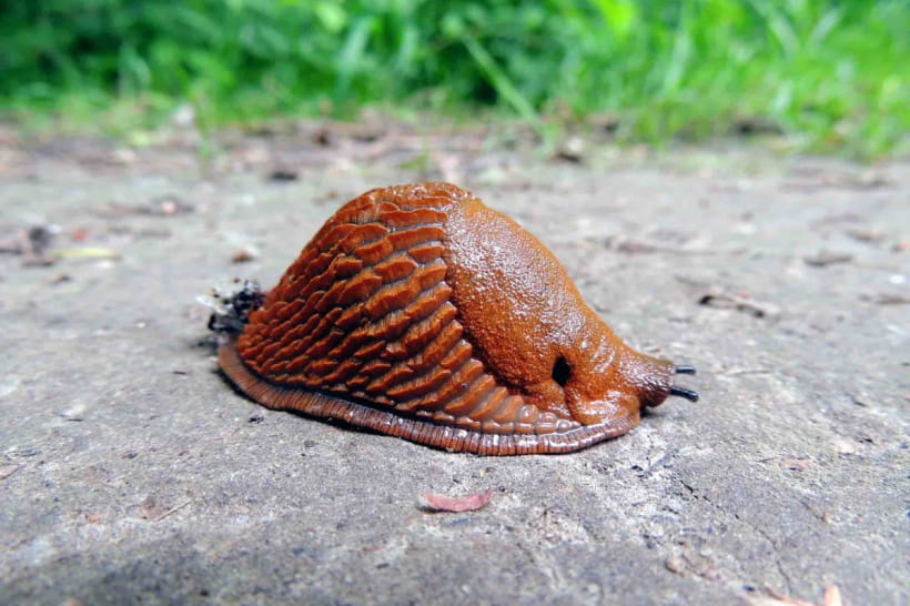 Arion vulgaris