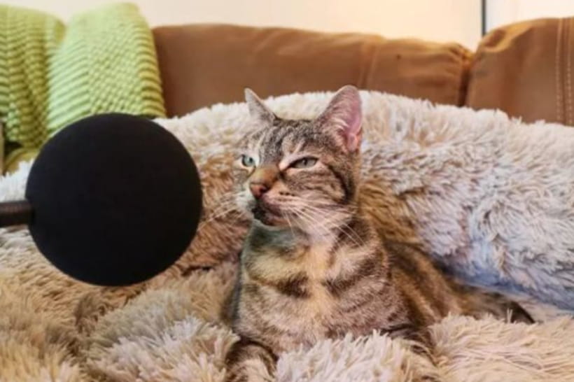 Кошка
