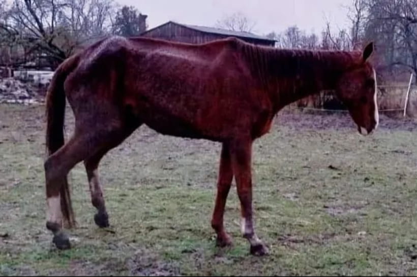 Кобила So Royal 