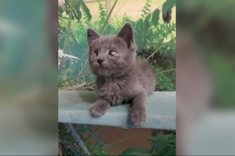 Котик Саймон