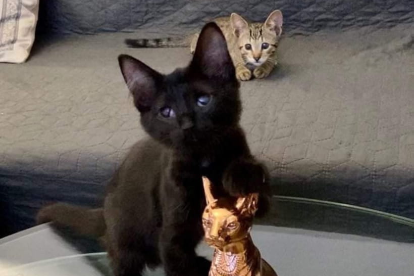 Котенок