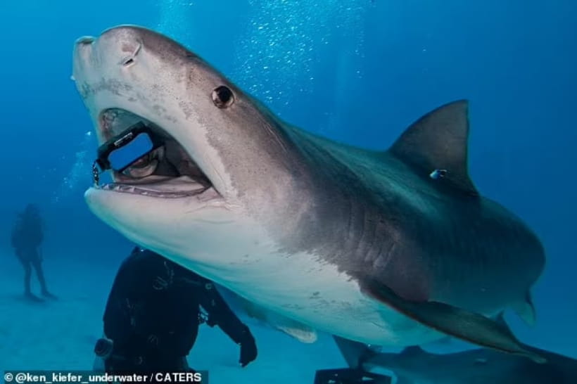 Тигрова акула