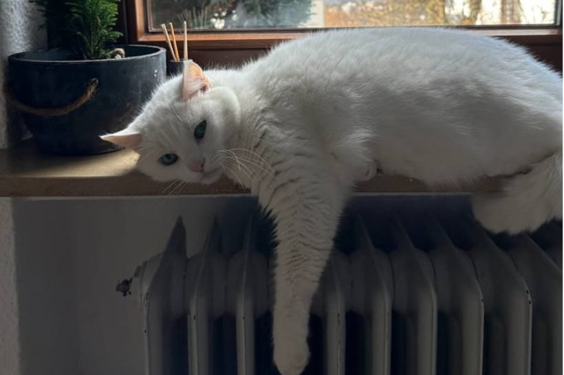 Кот