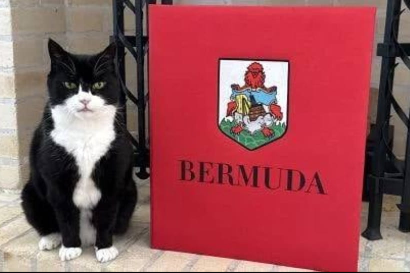 Мишолов кіт Пальмерстон 
