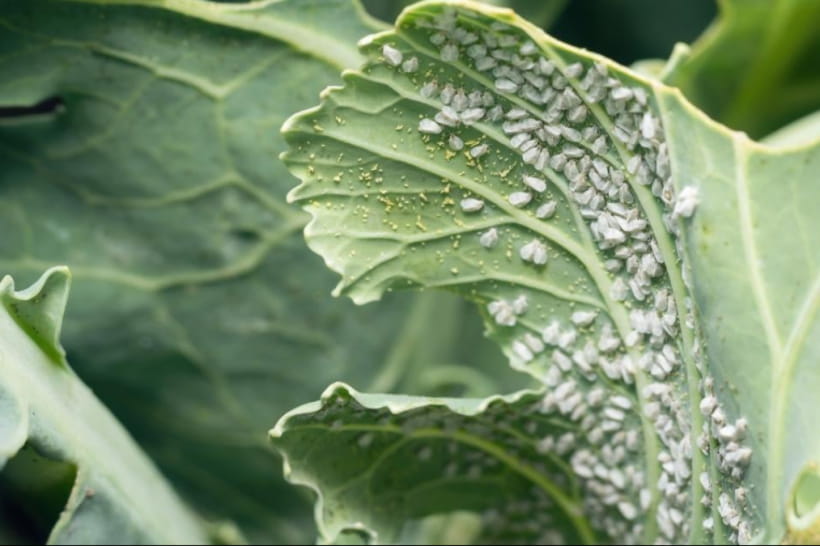 Білокрилка