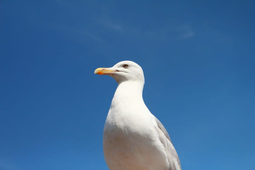 Чайка