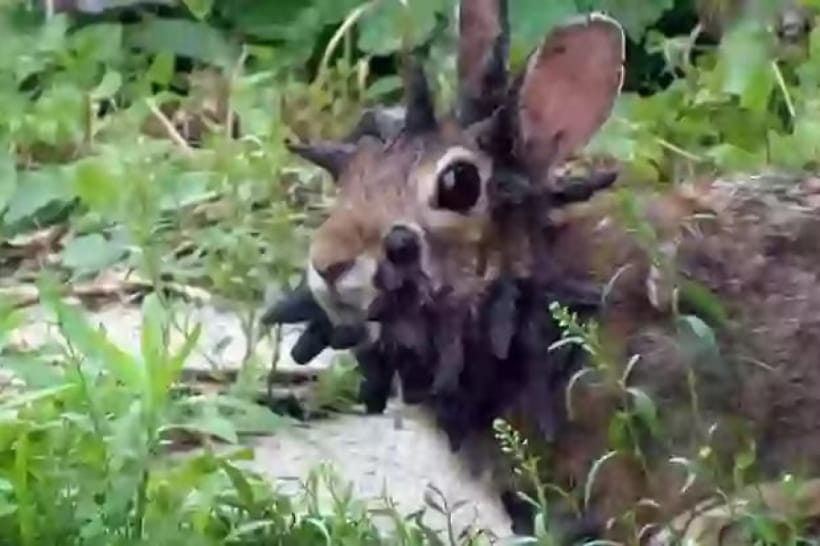 Инфицированные кролики 