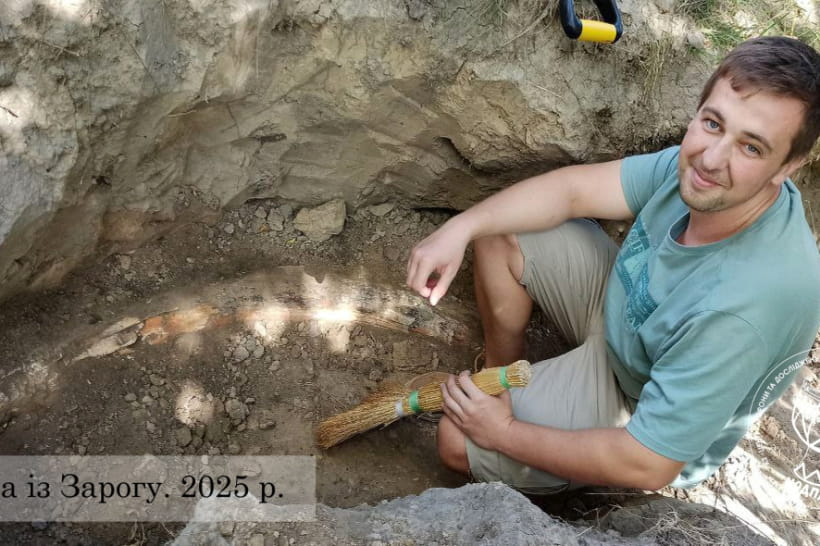 Бивни мамонтов