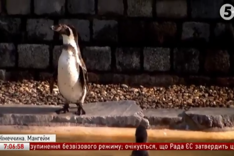 Пропажа пінгвіна в зоопарку