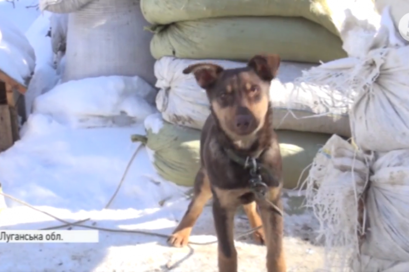 Собака Вульф на передовій