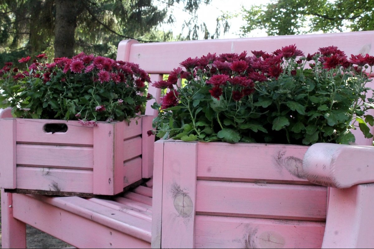 Виставка хризантем на Співочому полі