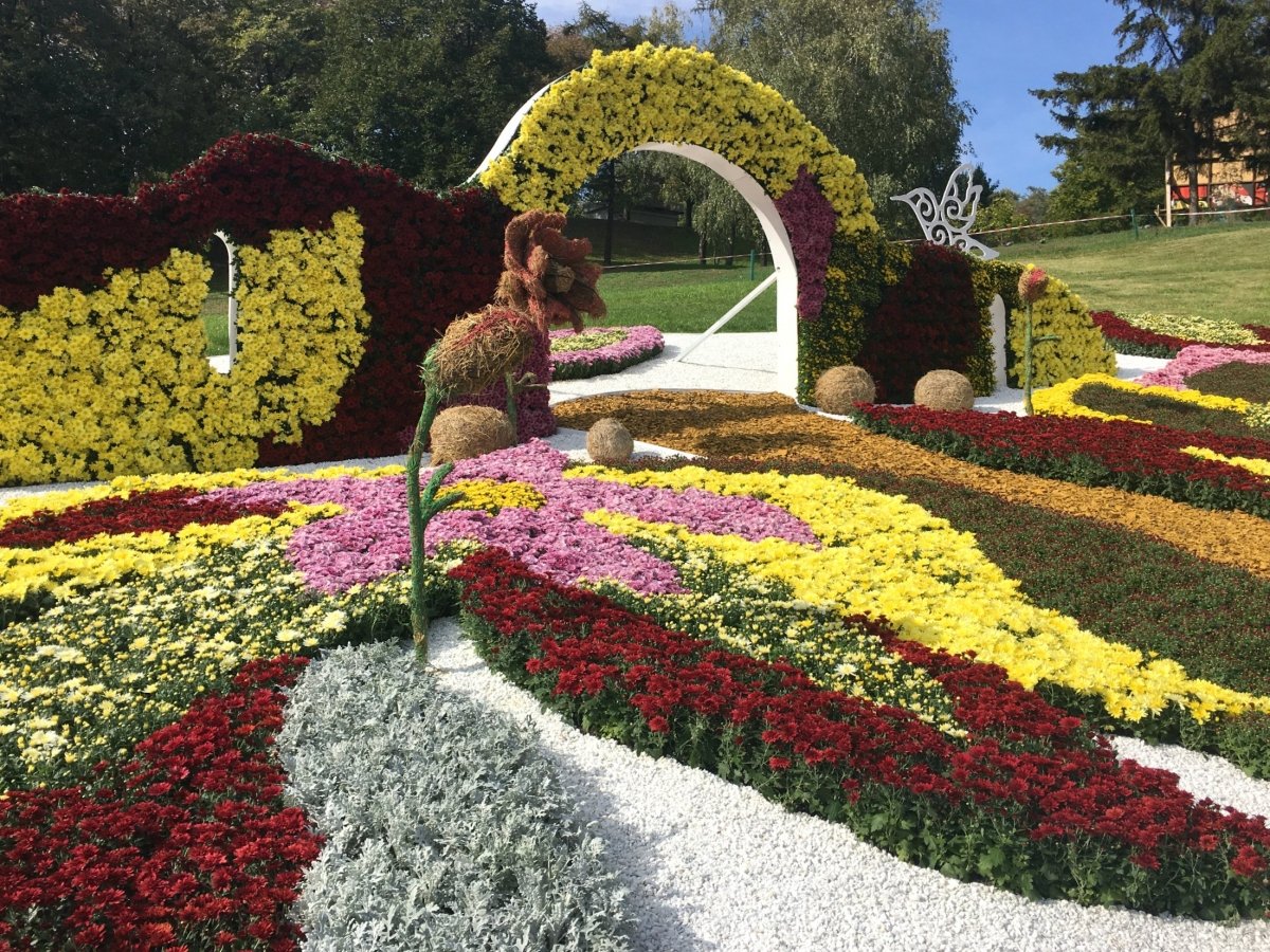 Виставка хризантем на Співочому полі