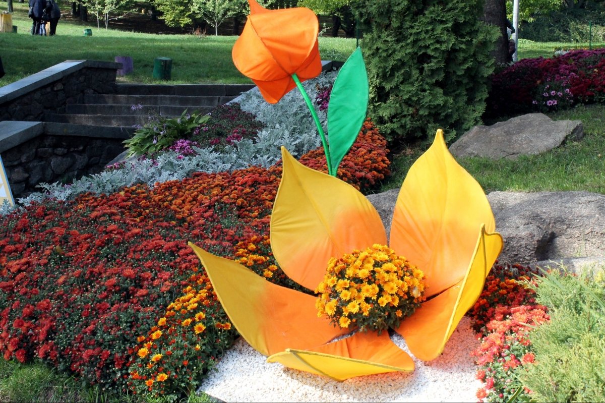 Виставка хризантем на Співочому полі