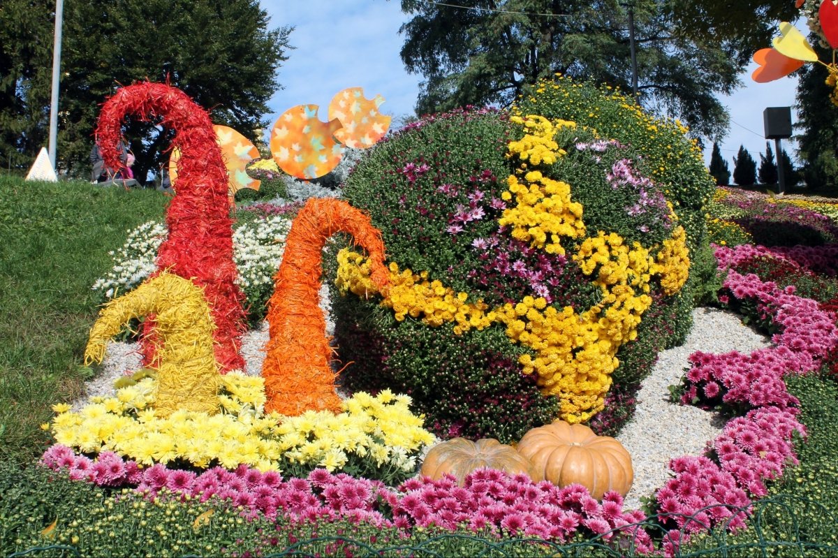 Виставка хризантем на Співочому полі