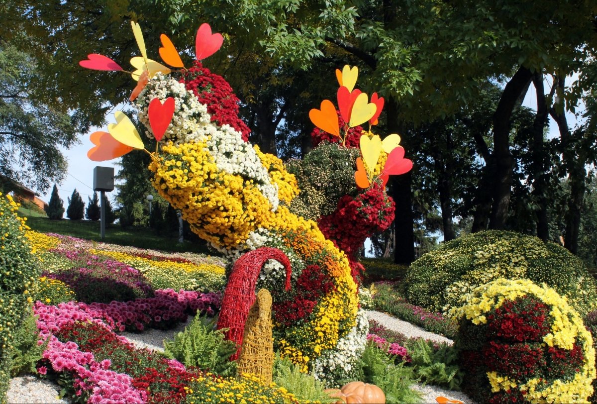 Виставка хризантем на Співочому полі