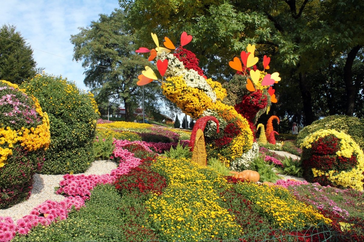 Виставка хризантем на Співочому полі